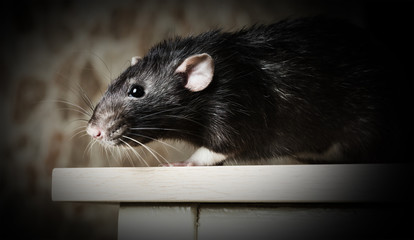 Animal gray rat close-up