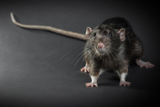 Animal gray rat close-up