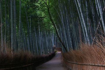 Fototapeta premium Arashiyama Bamboo Groove