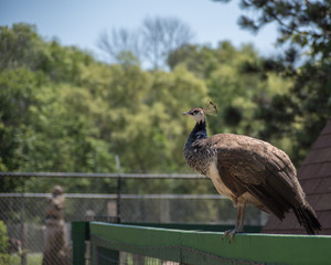 Peafowl on a Fence