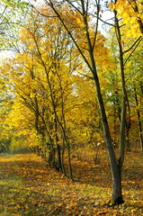 Fototapeta na wymiar Autumn forest and yellow leaves