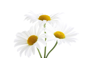 Bouquet of chamomile flowers isolated on white background