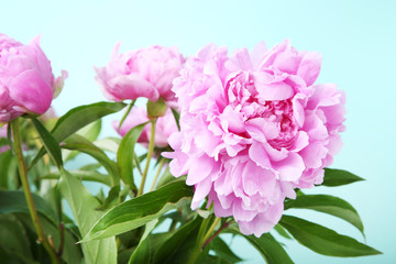 Bouquet of peony flowers on mint background