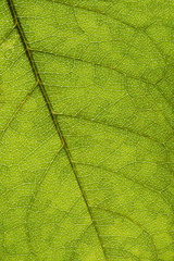 Green leaf texture, macro image