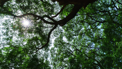 Obraz premium Backlit branches of The Hundred Years Giant Samanea or Albizia saman in Kanchanaburi, Thailand