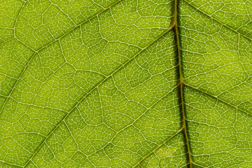 Naklejka na ściany i meble Green leaf texture, macro image
