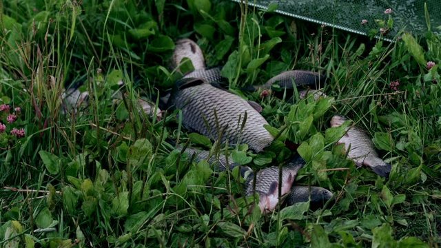 Catching crucian fish lying on grass