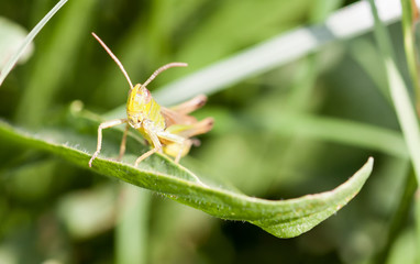 Portrait einer Heuschrecke beim morgentlichen Sonnenbad