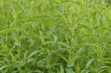 mentha Strochennest - aromatic plant with vivid green color