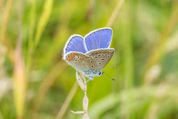 blauer falter