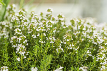 Thyme blossom in the herb garden