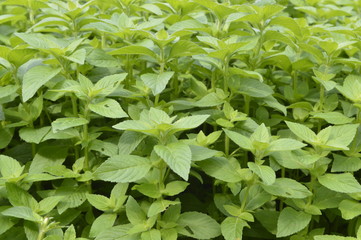 Mentha arvensis Banana - aromatic plant with vivid green colour © agatchen