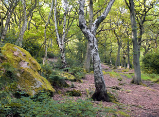 Birch and oak forest in summer with moss covered boulders, pathway and dappled sunlight