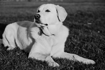 Mixed Labrador Park Portrait