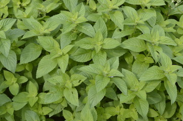 Mentha arvensis Banana - aromatic plant with vivid green colour
