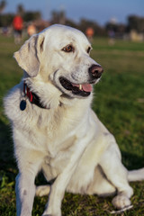 Mixed Labrador Park Portrait