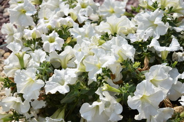 Природа (Цветы)