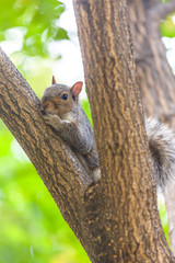 Curious Squirrel on the Tree
