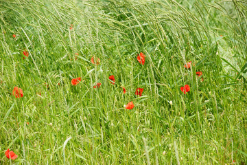 Mohnblüten am Feldrand  / Einzelne stark rot leuchtende Mohnblüte am Rand eines Feldes, inmitten von Gras.