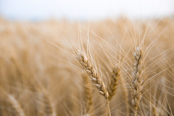Wheat field in Central Russia.