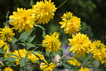 Природа (Цветы)