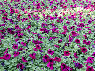 purple flowers in the garden