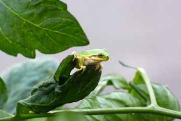 カエル