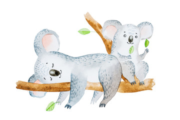 Watercolor illustration of two adorable cartoon koala bears sitting on eucalyptus tree branch © undrey