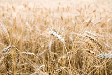 Wheat field in Central Russia.