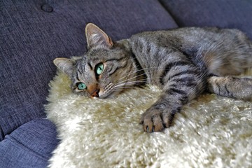 Katze auf Sofa