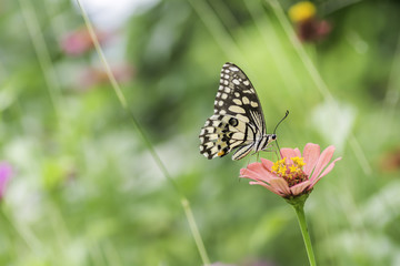 The Common Mormon butterflies sucking nectar from Zinnia flowers .