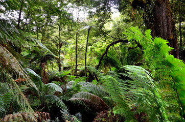 Regenwald in Australien