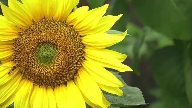 Blooming sunflower in the garden. Fauna and flora.
