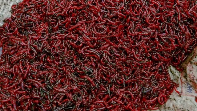 Bloodworm for feeding fish. Bloodworm bait for fishing. Worms for fishing