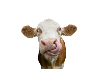 Gordijnen Bijgesneden koe met tong in neus © grafikplusfoto