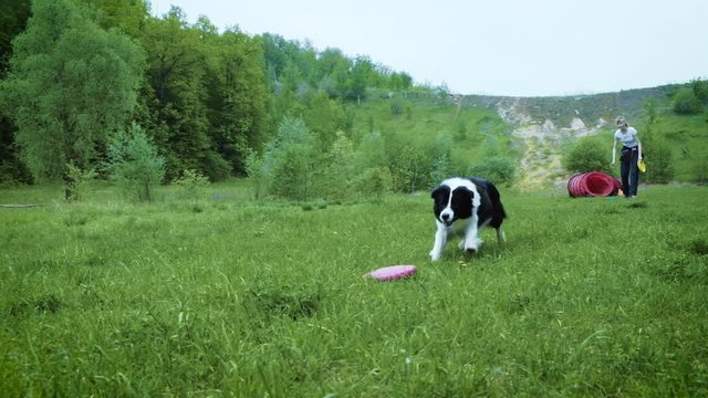 Woman playing with her border collie dog, throwing the frisbee 4k