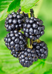 growing blackberries