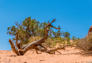 Lean desert vegetation in the Moab Desert, Utah