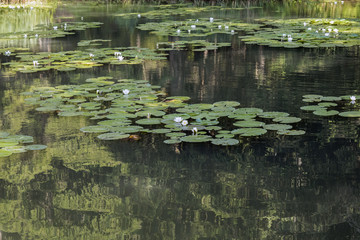 Water lilies