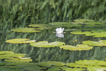 Water lily