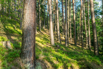 Obraz premium Warm summer coniferous forest in golden light
