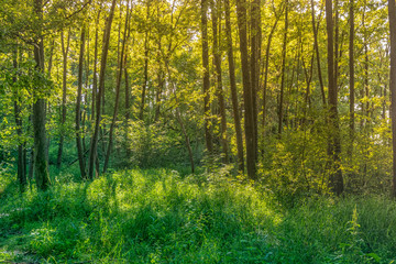 Fototapeta na wymiar Fresh deciduous forest with green grass in golden evening light