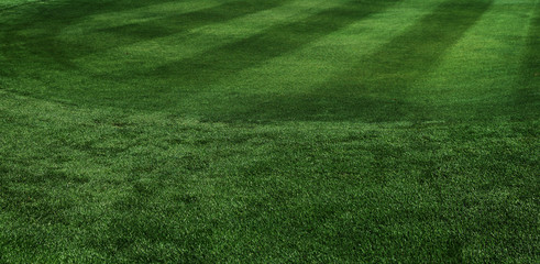 green cut grass field green color fresh 