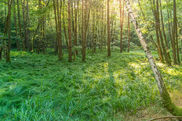 Fresh deciduous forest with green grass in golden evening light