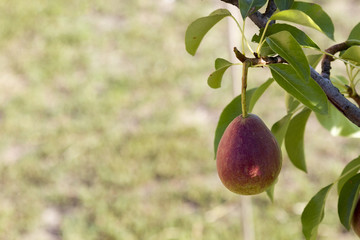 Pear on a tree on a blurred background