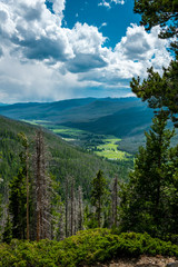Coniferous forests of the Rocky Mountains. Colorado, United States