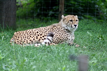 Gepard © dreamphoto12