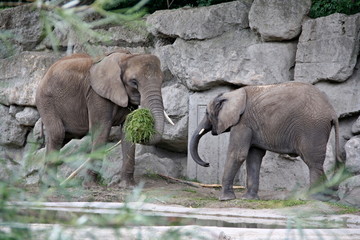 Fototapeta premium Elefanten