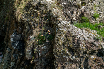Thrift on a rock face.