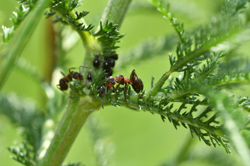 big forest ant on the grass	